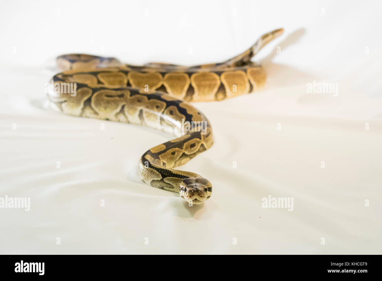 Royal o sfera python snake, isolati su sfondo bianco Foto Stock