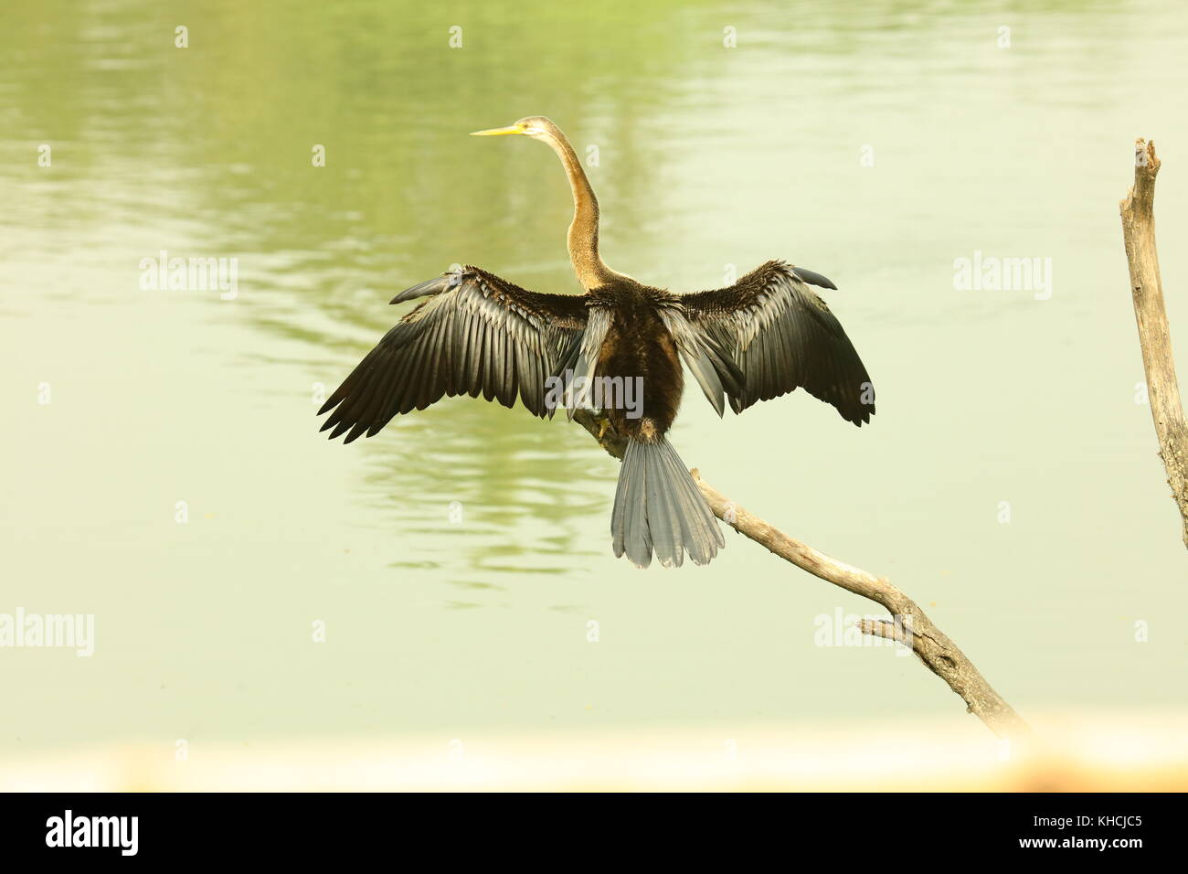 Darter o snake bird in ala a forma di keoladeo santuario degli uccelli Rajasthan in India Foto Stock Darter o snake bird in ala a forma di keoladeo santuario degli uccelli Rajasthan in India Foto Stock