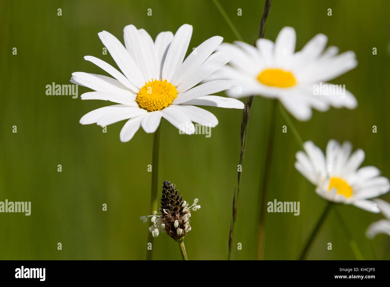 Sommerwiese wilde Mageritte Foto Stock