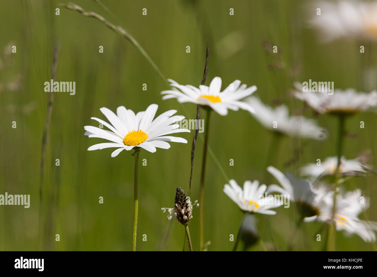 Sommerwiese wilde Mageritte Foto Stock