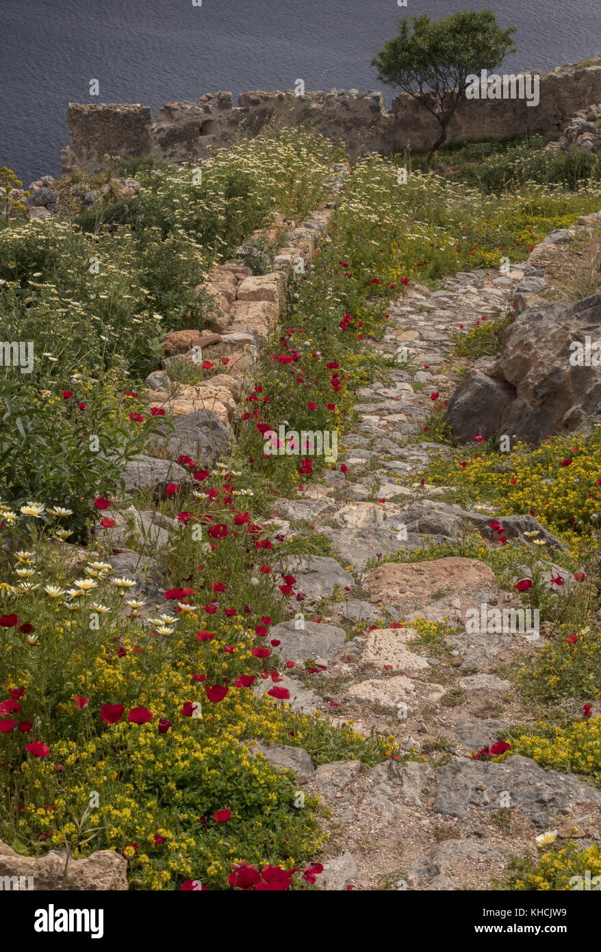 Antico sentiero con fiori primaverili, che conduce verso il mare; Monemvasia, Peloponneso, Grecia. Foto Stock