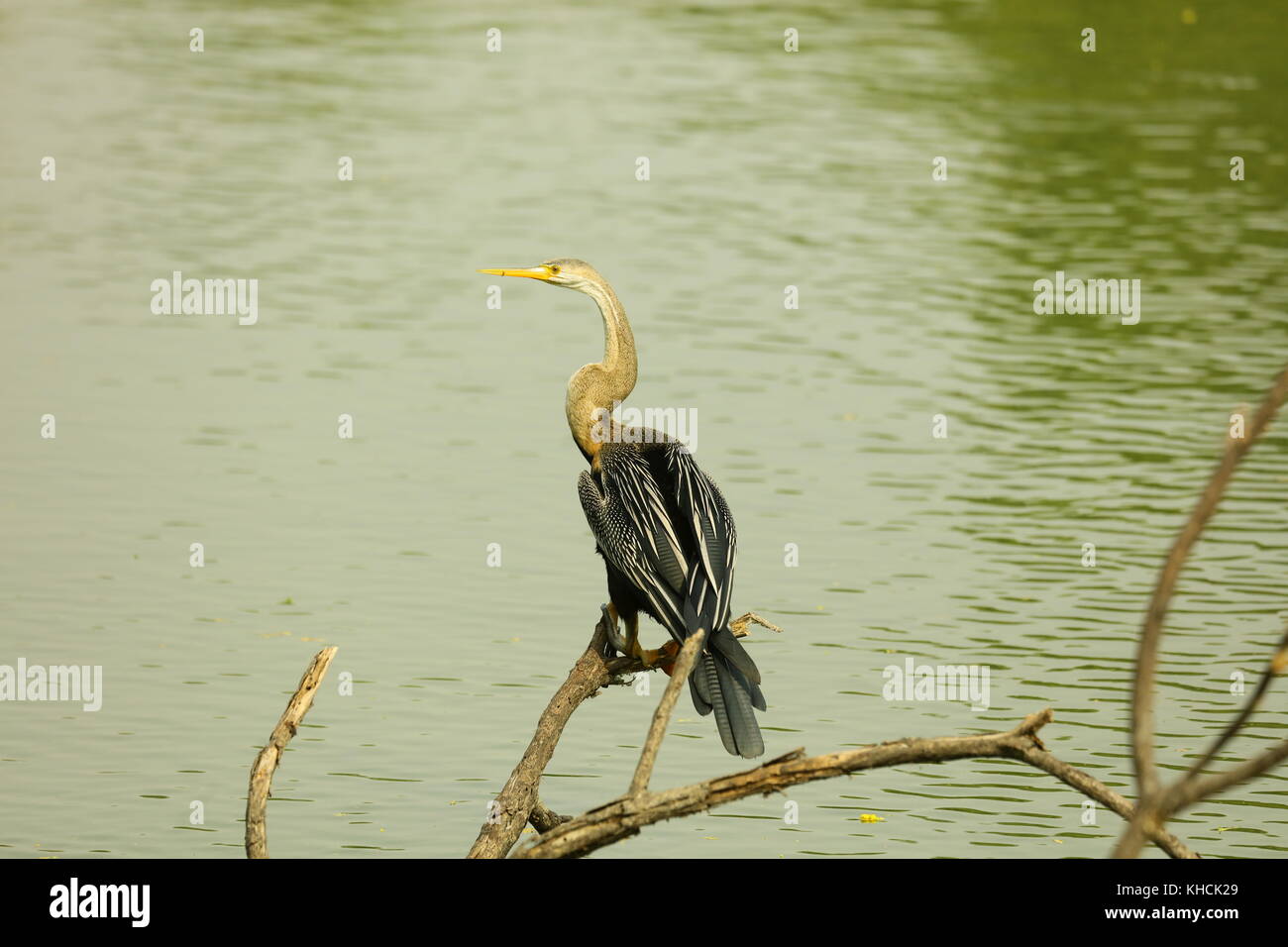 Snake bird (esile snake come il collo e il pugnale appuntito bill diagnostic) cattura nel parco nazionale di Keoladeo Rajasthan in India.La sua trovata in america Foto Stock