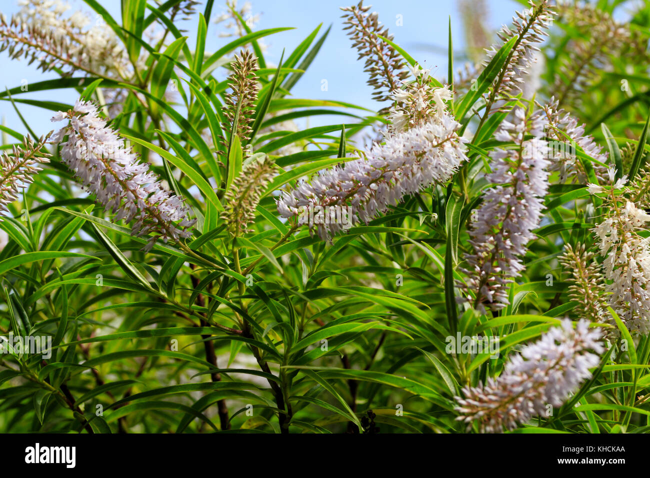 Entro l'estate dei fiori di hardy evergreen willow lasciarono hebe, Hebe salicifolia Foto Stock