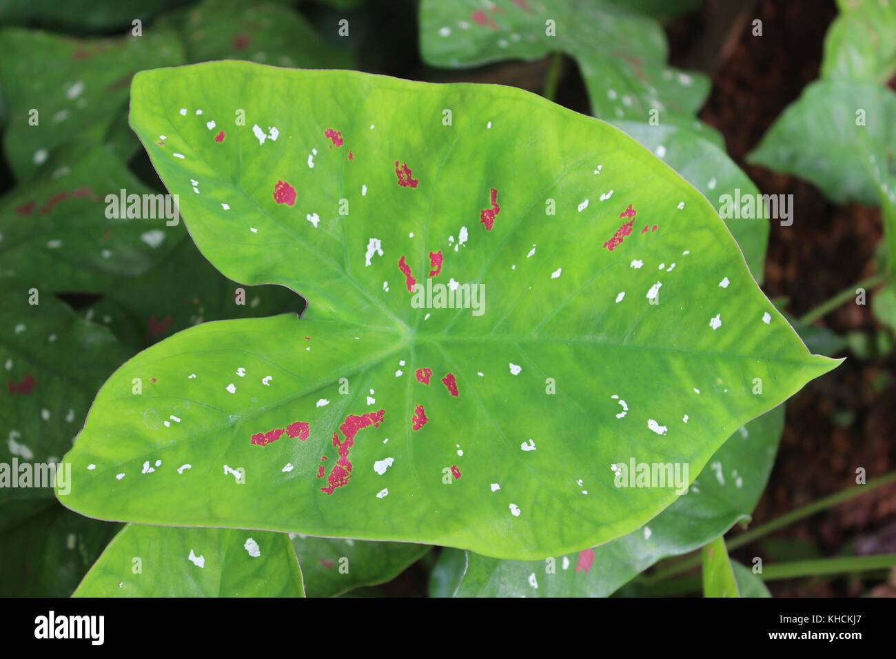 Foglia di colocasia con bella e naturale design,linee rosse in foglia verde,in un ambiente naturale,dall India del sud,kerala,adoor, nel banco di canal Foto Stock