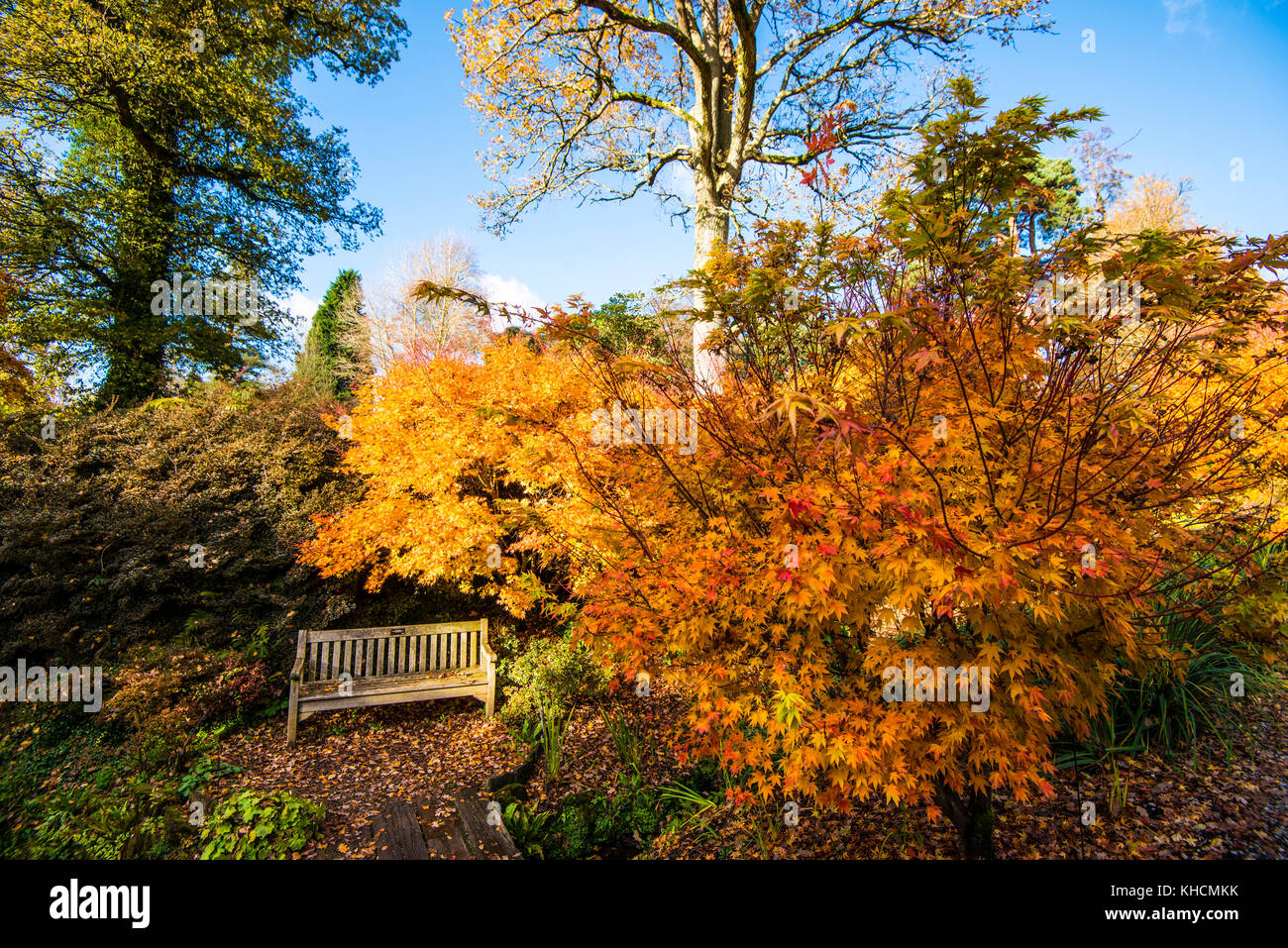 Wakehurst Place. Giardini maestosi con colori oro e rosso autunnali. Lago. Cammina. Sala da tè. Ristorante. Grandi alberi. Viste raffinate. Kew. NAT Trust. Foto Stock