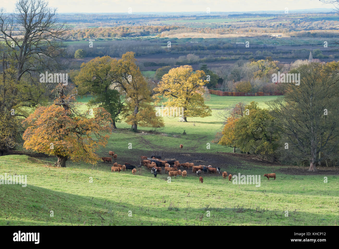 Radway Grange terra con bovini provenienti da Edgehill in autunno. Radway / Edgehill. Warwickshire, Inghilterra Foto Stock