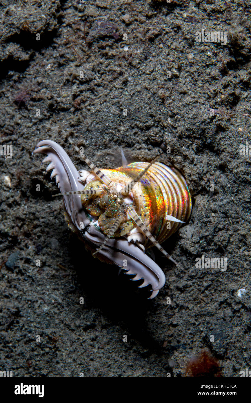 Bobbit worm strana creatura del mare in attesa int egli sabbia Foto Stock