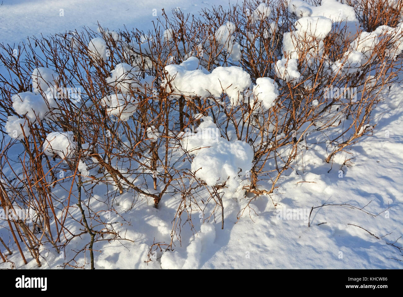 Boccola con cappucci di neve- guarda come il cotone Foto Stock