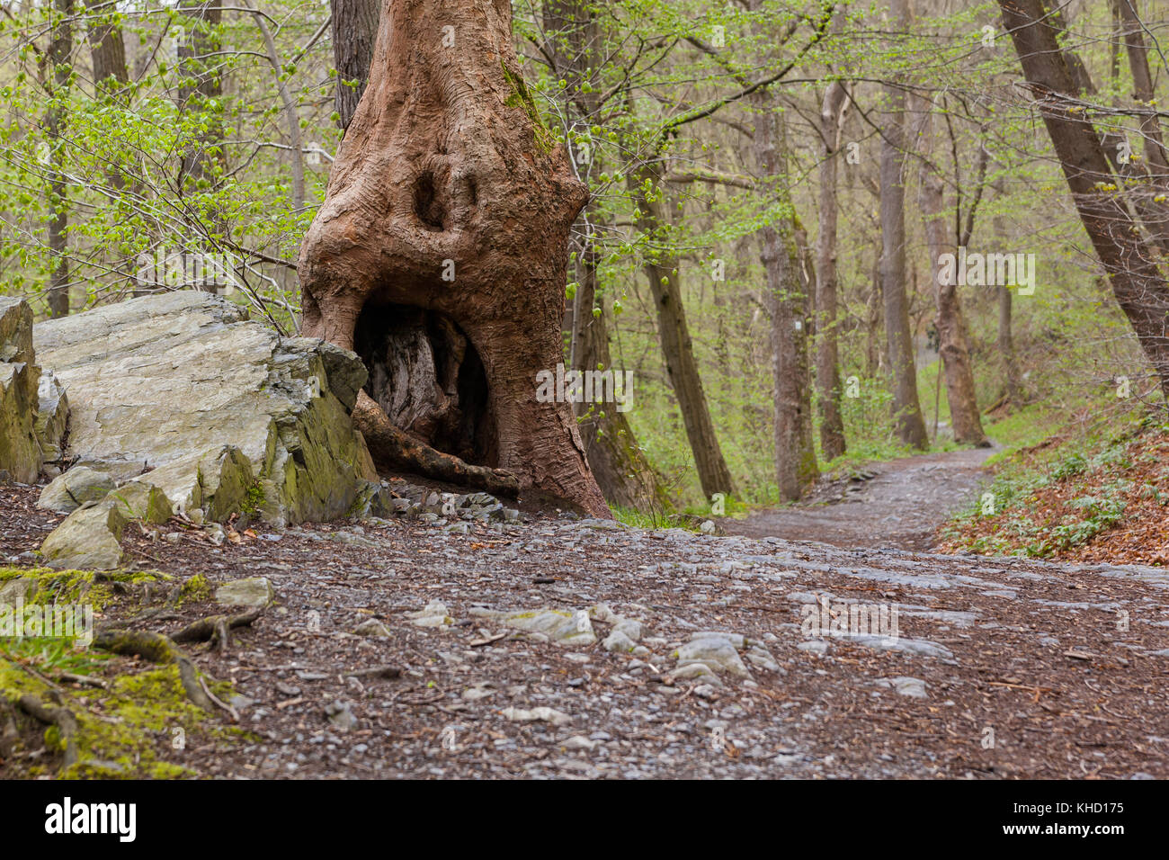 Harzer esen-stieg / bodetal-stieg zwischen treseburg und thale Foto Stock