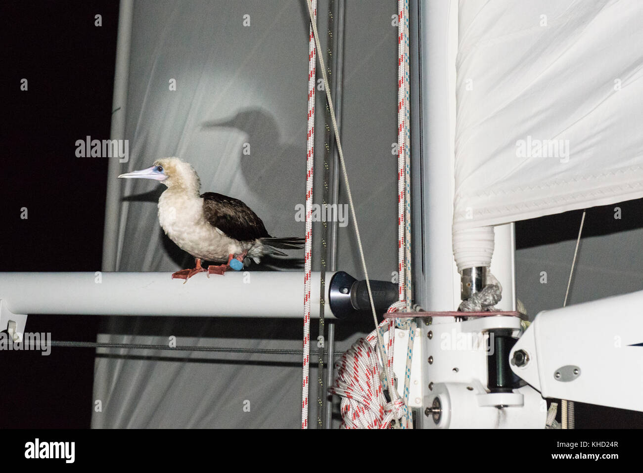 Un rosso footed boobie attacchi , un ponte su uno yacht da crociera in barca a vela con un polarizzato fuori Genova il passaggio notturno nel Pacifico del Sud Foto Stock