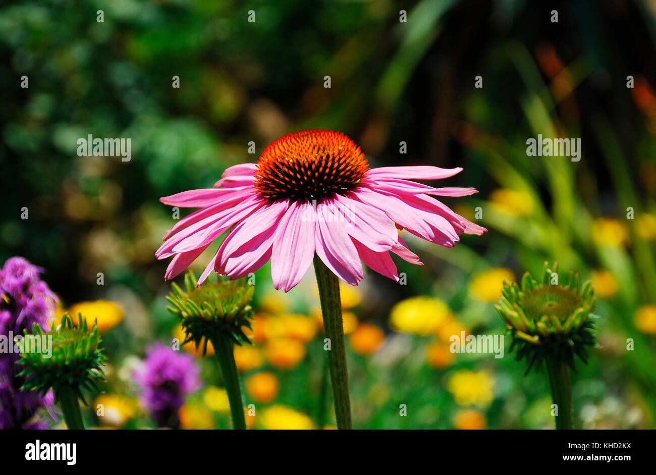Un prodotto a base di echinacea purpurea fiore, noto anche come coneflower - una fioritura erbacee pianta perenne dal asteraceae daisy famiglia. Foto Stock
