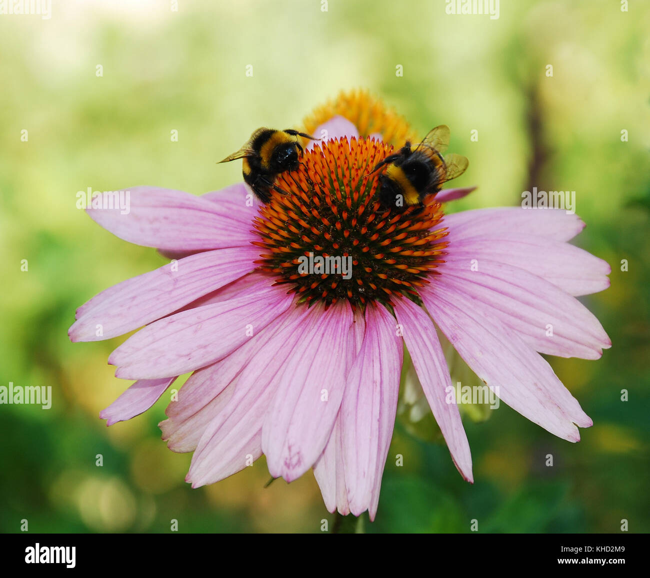 Un prodotto a base di Echinacea Purpurea fiore, noto anche come Coneflowers - erbacee perenni di fioritura delle piante da Asteraceae daisy famiglia. Bombi possono essere Foto Stock