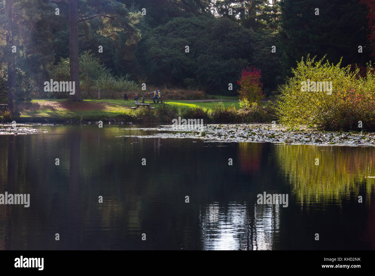 Bedgebury Pinetum & forest in novembre, l'autunno. attrazione turistica sulla periferia di Tunbridge wells / goudhurst. Foto Stock