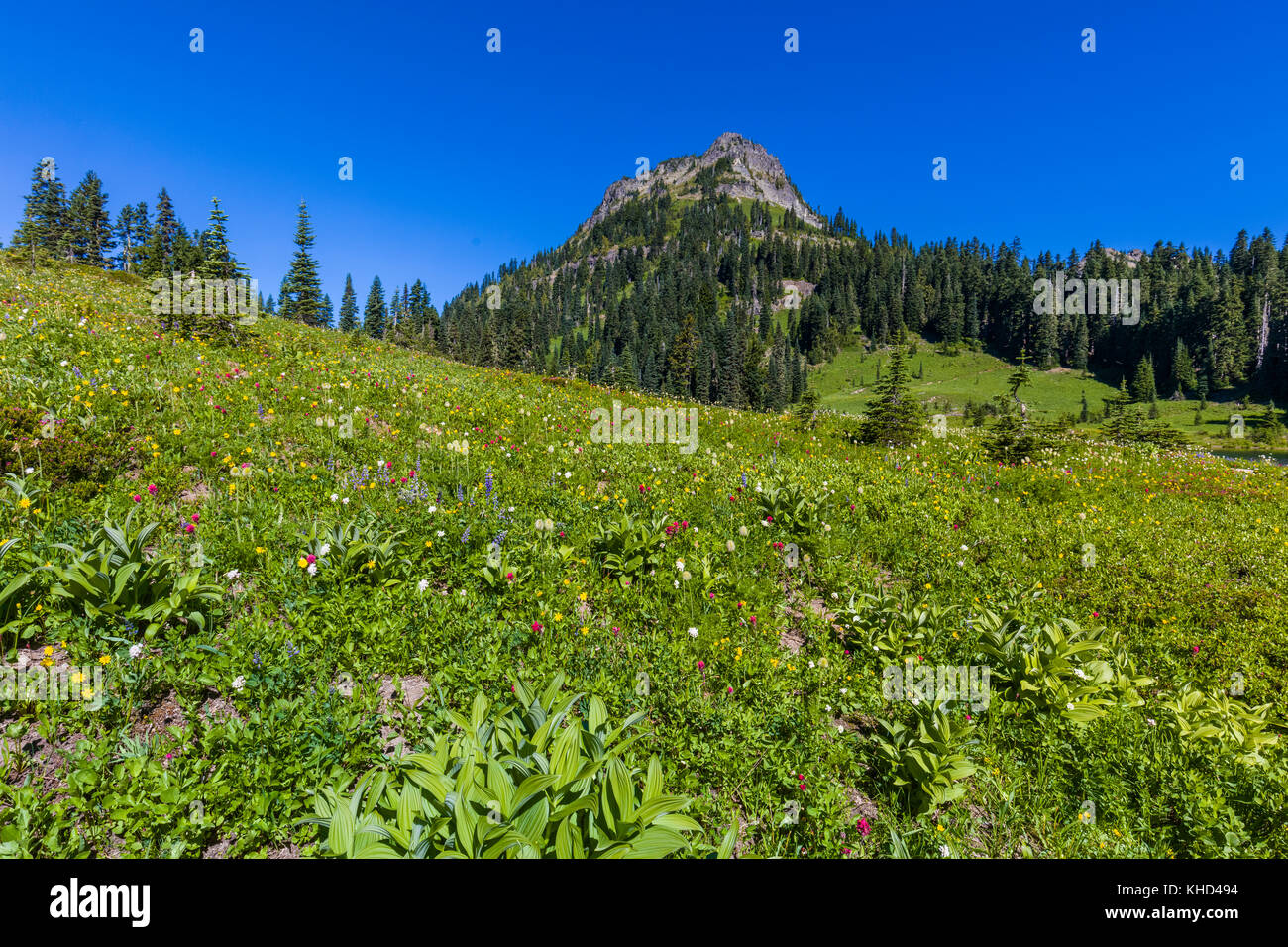 Tipsoo lake area in Mount Rainier National Park Washington Stati Uniti Foto Stock