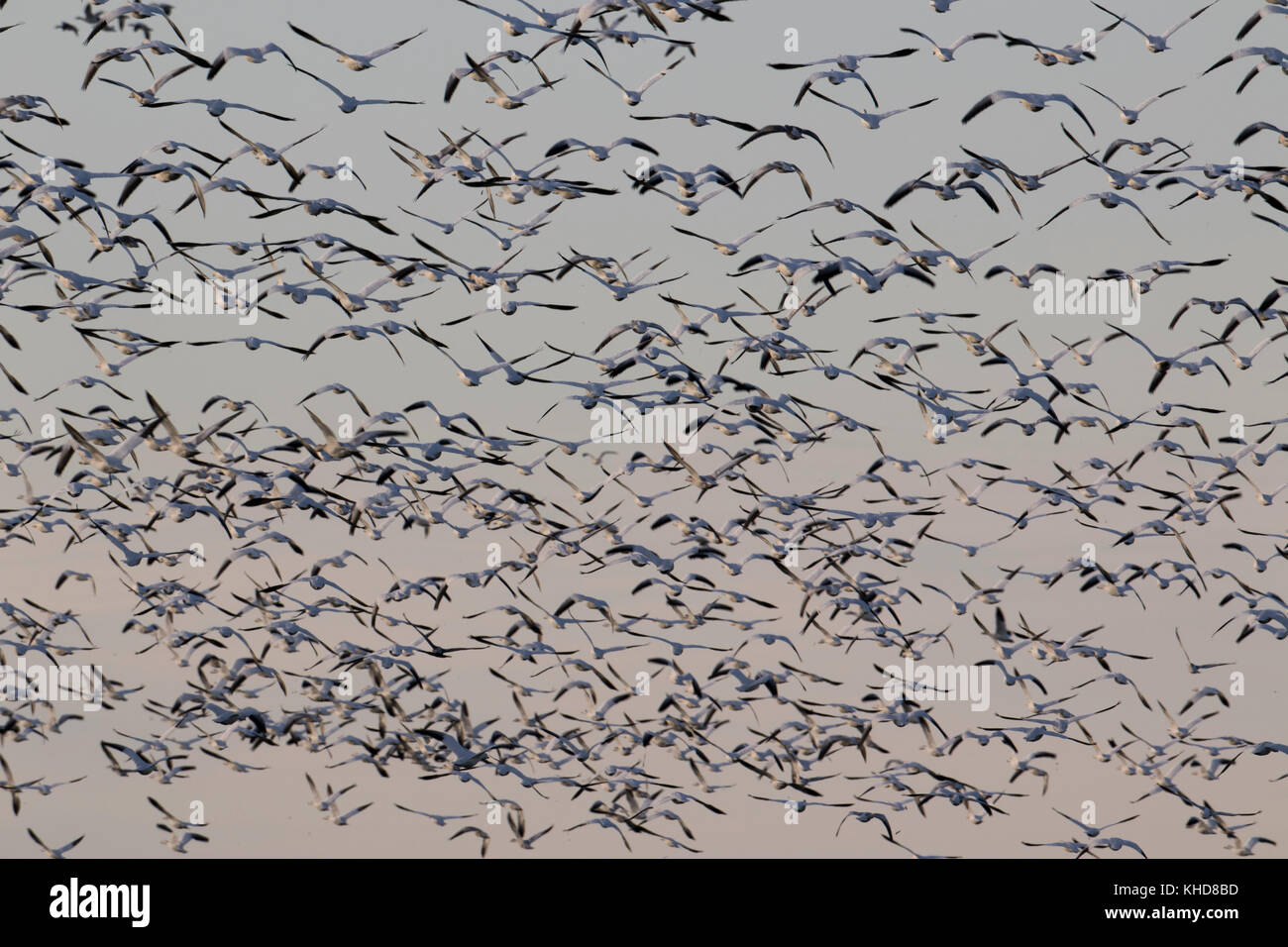 Centinaia di migrare le oche delle nevi in volo in Eastern ontario, Canada Foto Stock