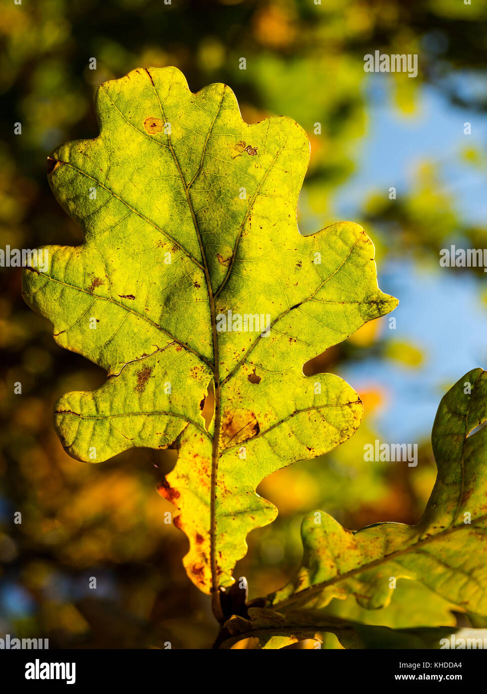 Foglie di quercia in autunno mattina di sole Foto Stock