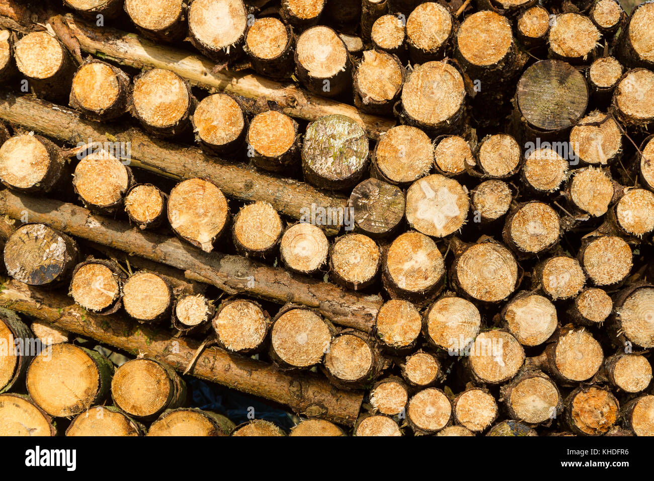 Nachwachsender Rohstoff Holz Foto Stock