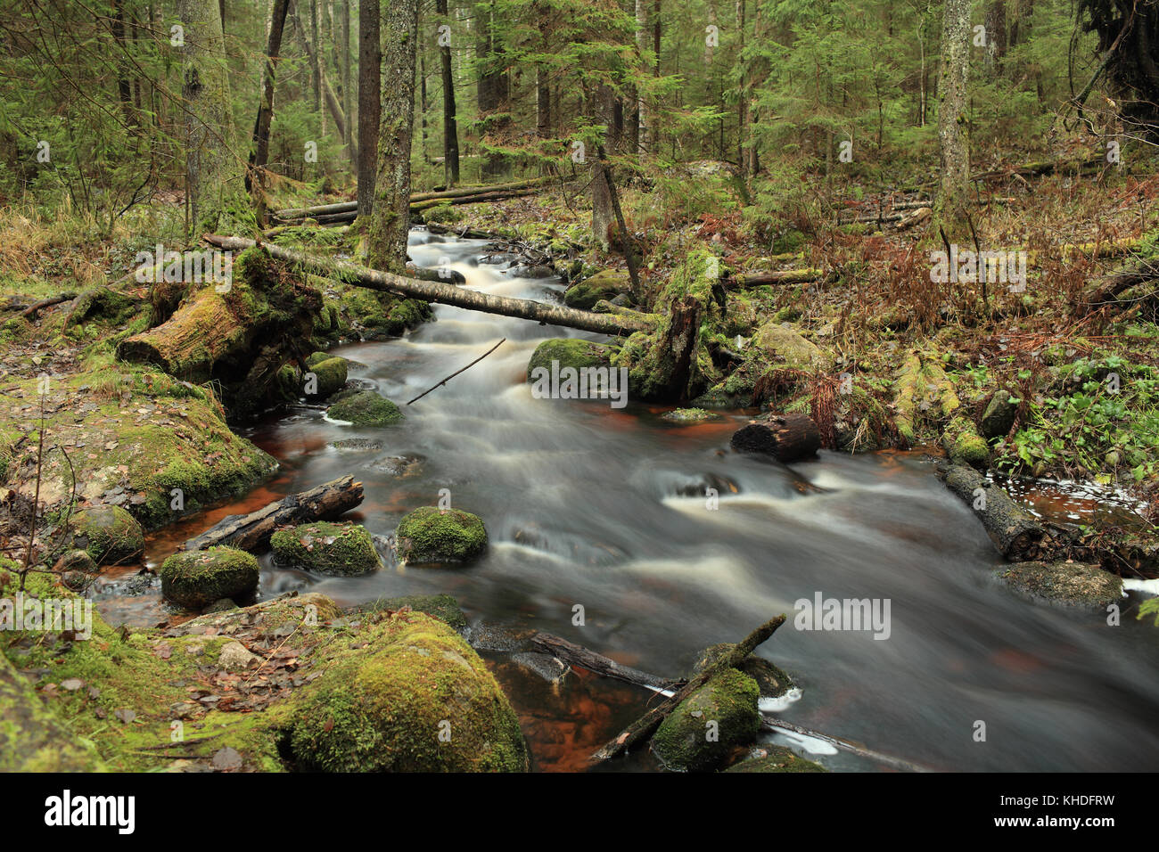 Flusso rapido pittoresco paesaggio forestale, con esposizione lunga Foto Stock
