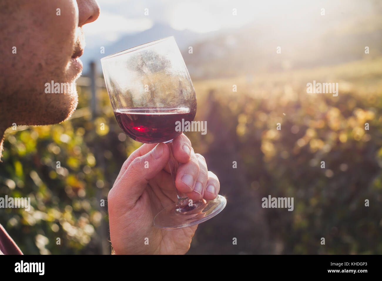 Uomo di degustazione vino rosso nel vigneto Foto Stock
