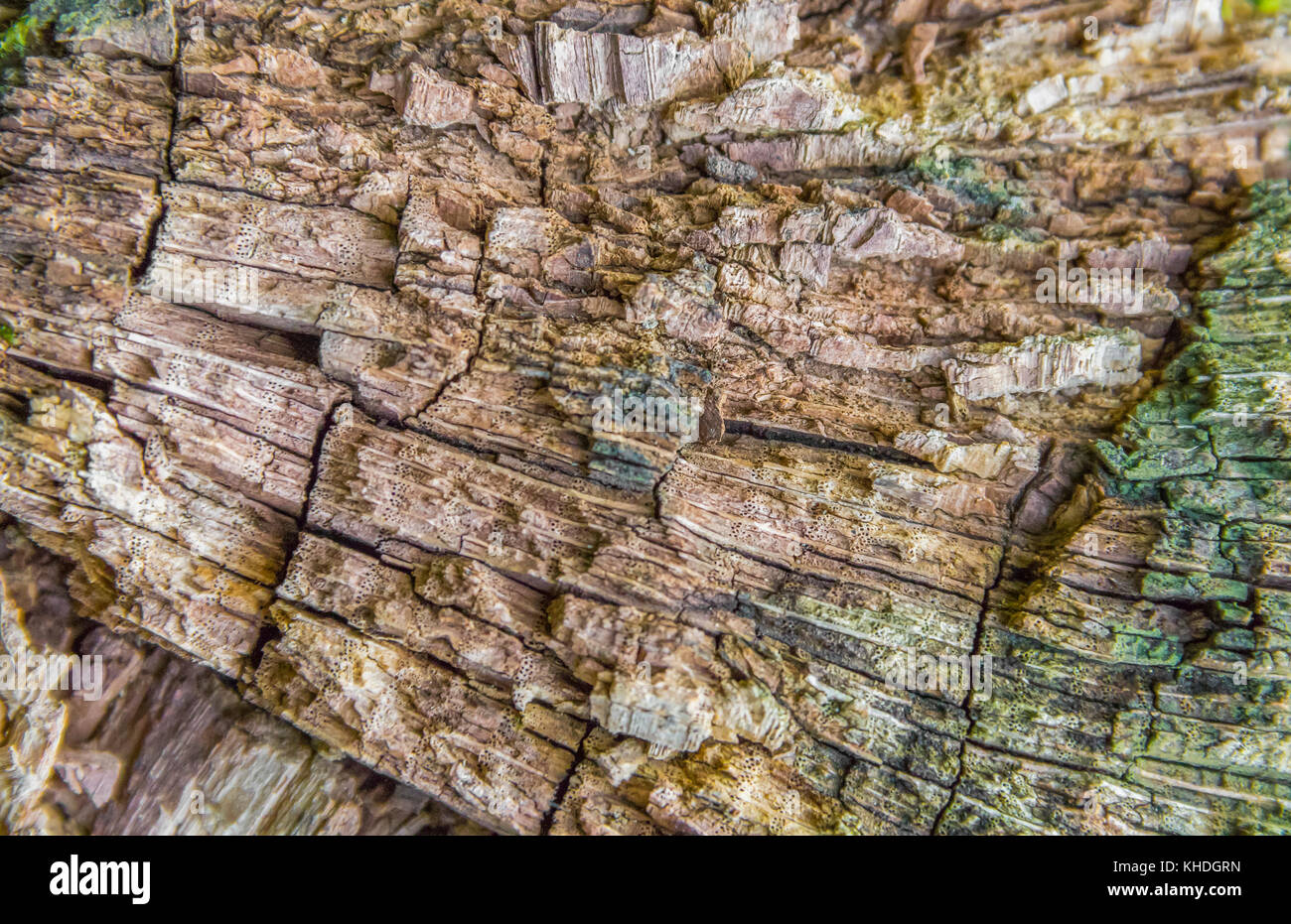 Full frame legno marcescente dettaglio Foto Stock