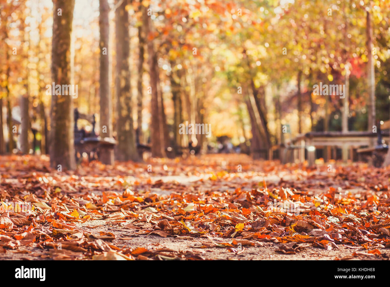 Parco autunno sfondo, foglie di giallo nella stagione autunnale Foto Stock