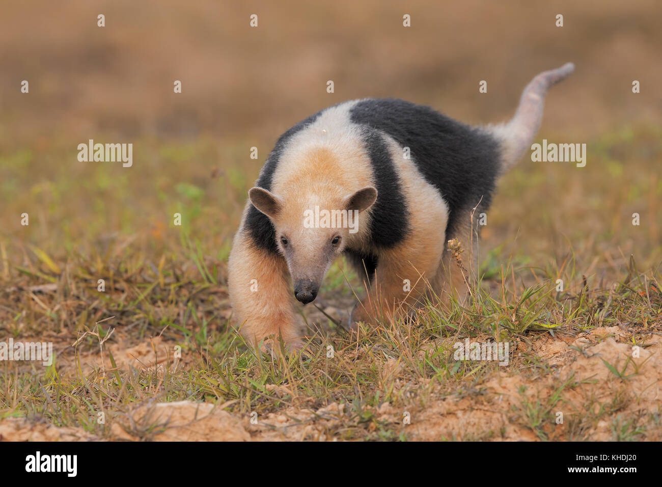 Tamandua Foto Stock