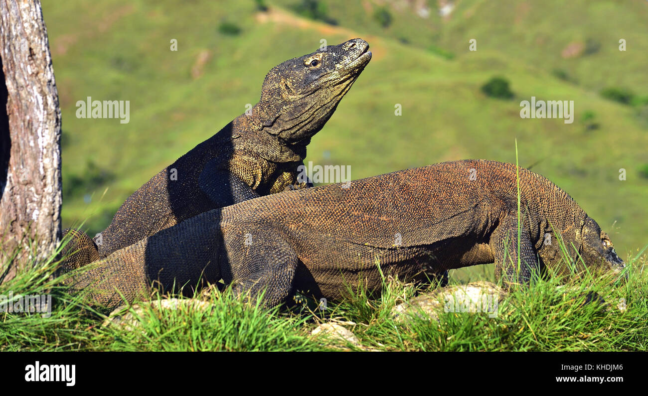 Il drago di Komodo (Varanus komodoensis). è la più grande lucertola vivente nel mondo. su isola di Rinca. Indonesia. Foto Stock