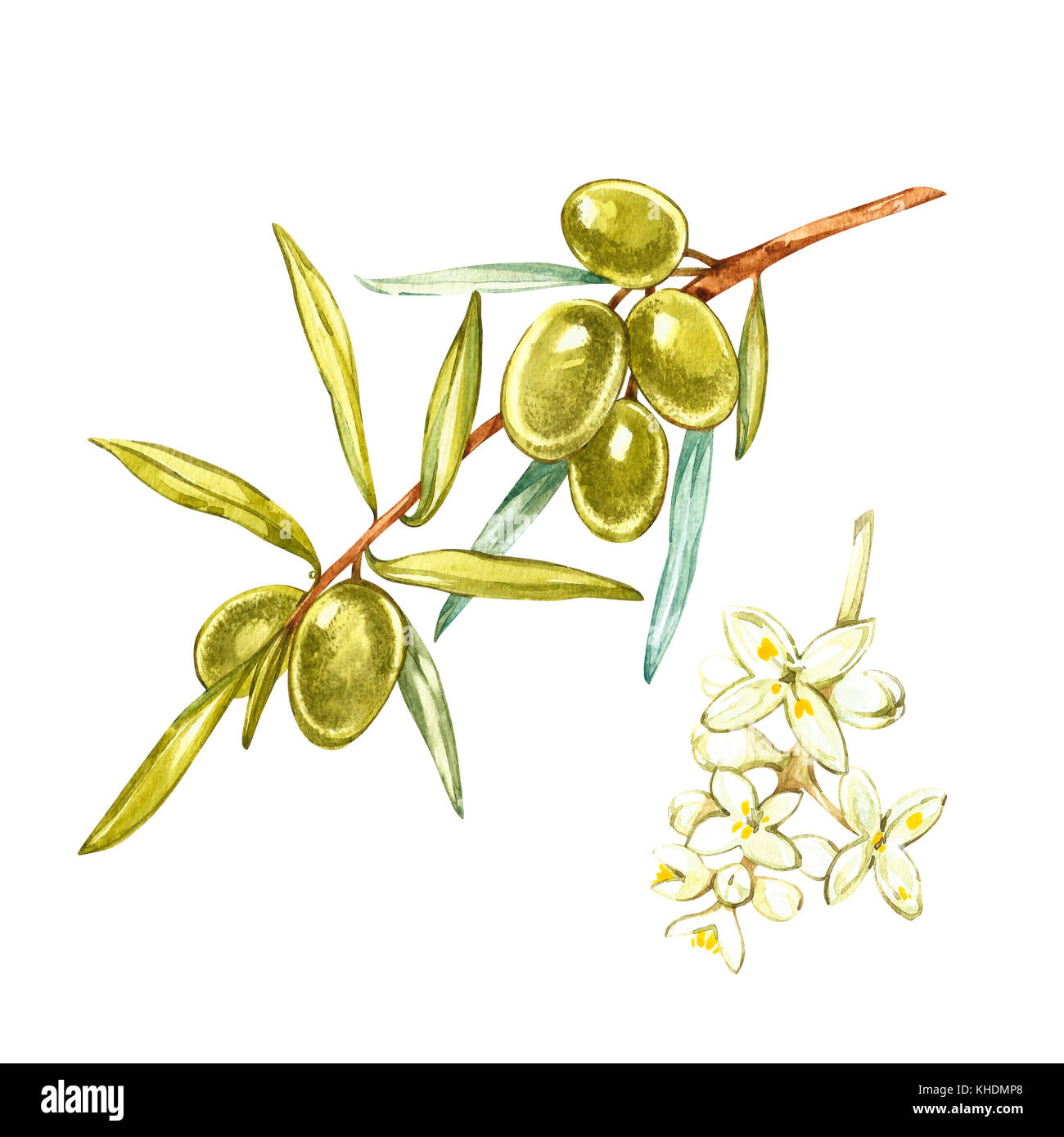 Impostare acquerello illustrazione realistica di olive verdi ramo e fiori isolati su sfondo bianco. design per l'olio d'oliva, prodotti cosmetici naturali, prodotti sanitari. Foto Stock