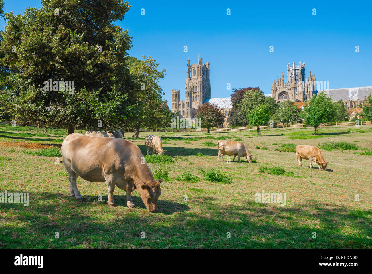 Mucche pascolo campo Regno Unito, vista in estate di bestiame pascolo in un prato a Cherry Hill Park vicino alla città cattedrale di Ely, Cambridgeshire, Inghilterra, Regno Unito Foto Stock