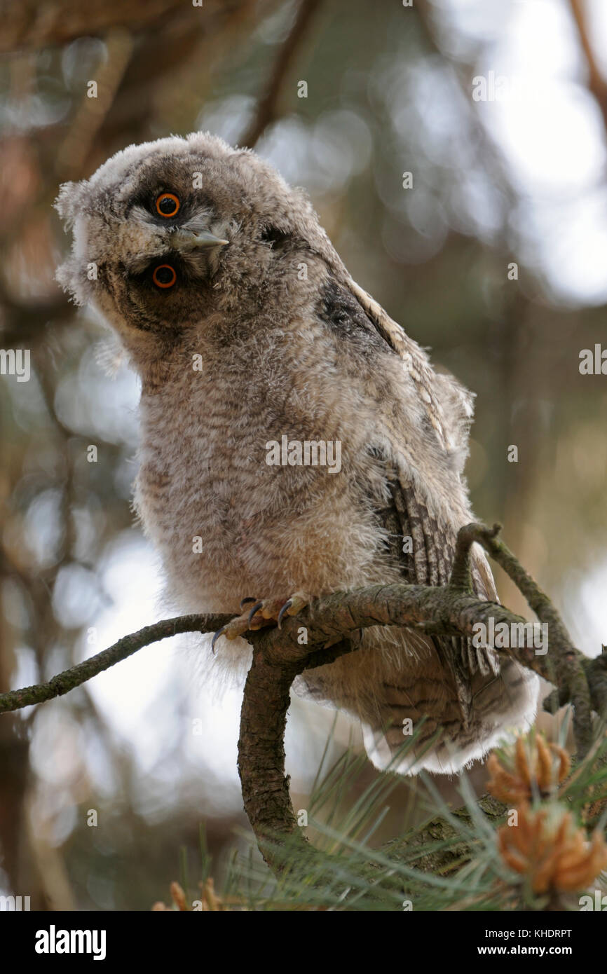 Gufo comune ( asio otus ), funny uccellino, giovane adolescente pulcino, appollaiato in un albero, guardando verso il basso, curioso, dispari, degli uccelli selvatici, l'Europa. Foto Stock