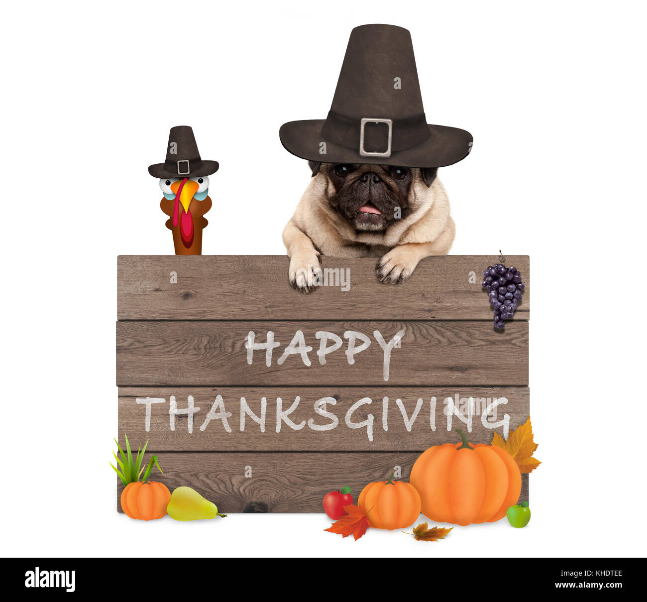Divertente la Turchia e pug dog indossando cappello del pellegrino per il giorno del ringraziamento e il cartello in legno con testo felice ringraziamento, isolati su sfondo bianco Foto Stock