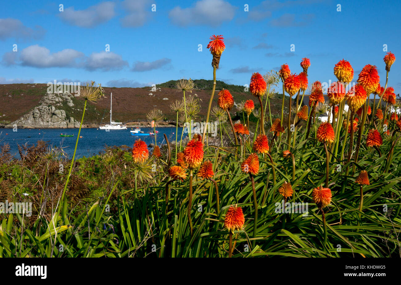 Red Hot poker fiori sull isola di bryher guardando verso tresco ,isole Scilly ,l'inghilterra Foto Stock