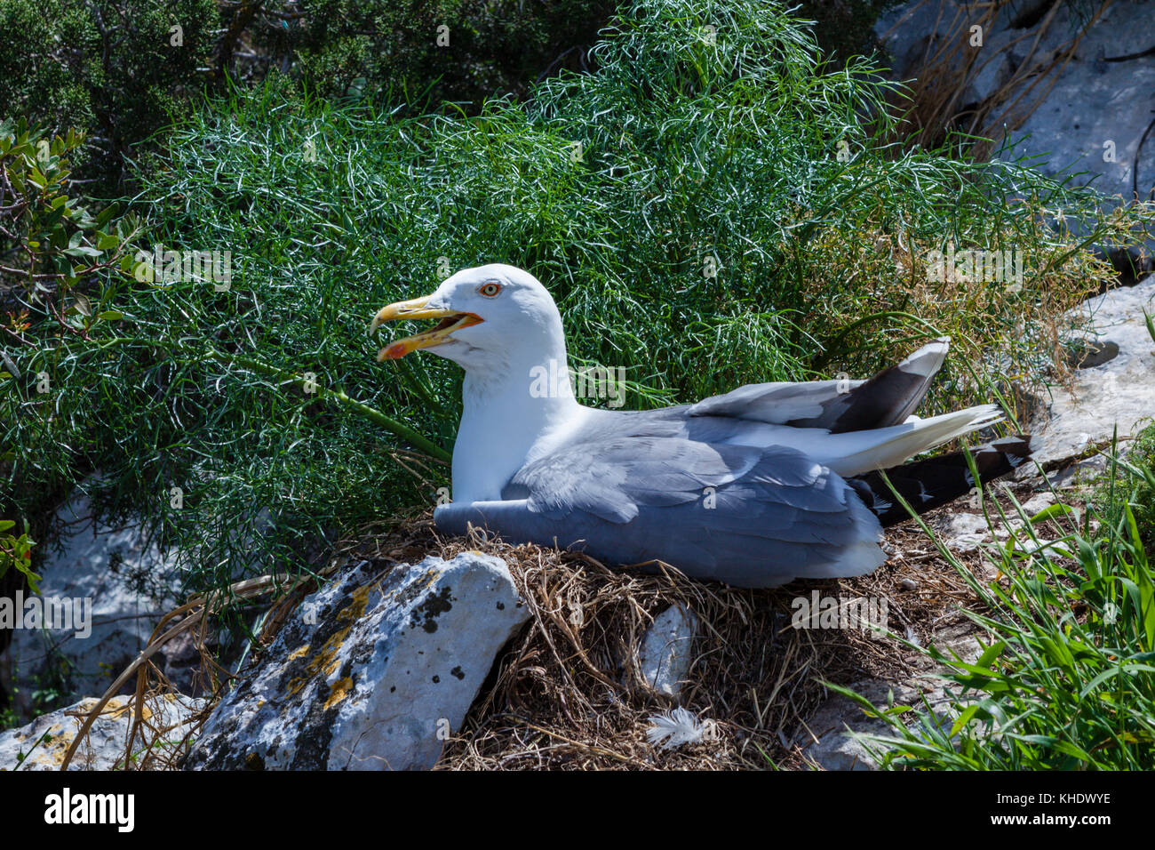 Seagull incubazione di uova su calpe rock, larus michahellis, costa blanca, Spagna Foto Stock