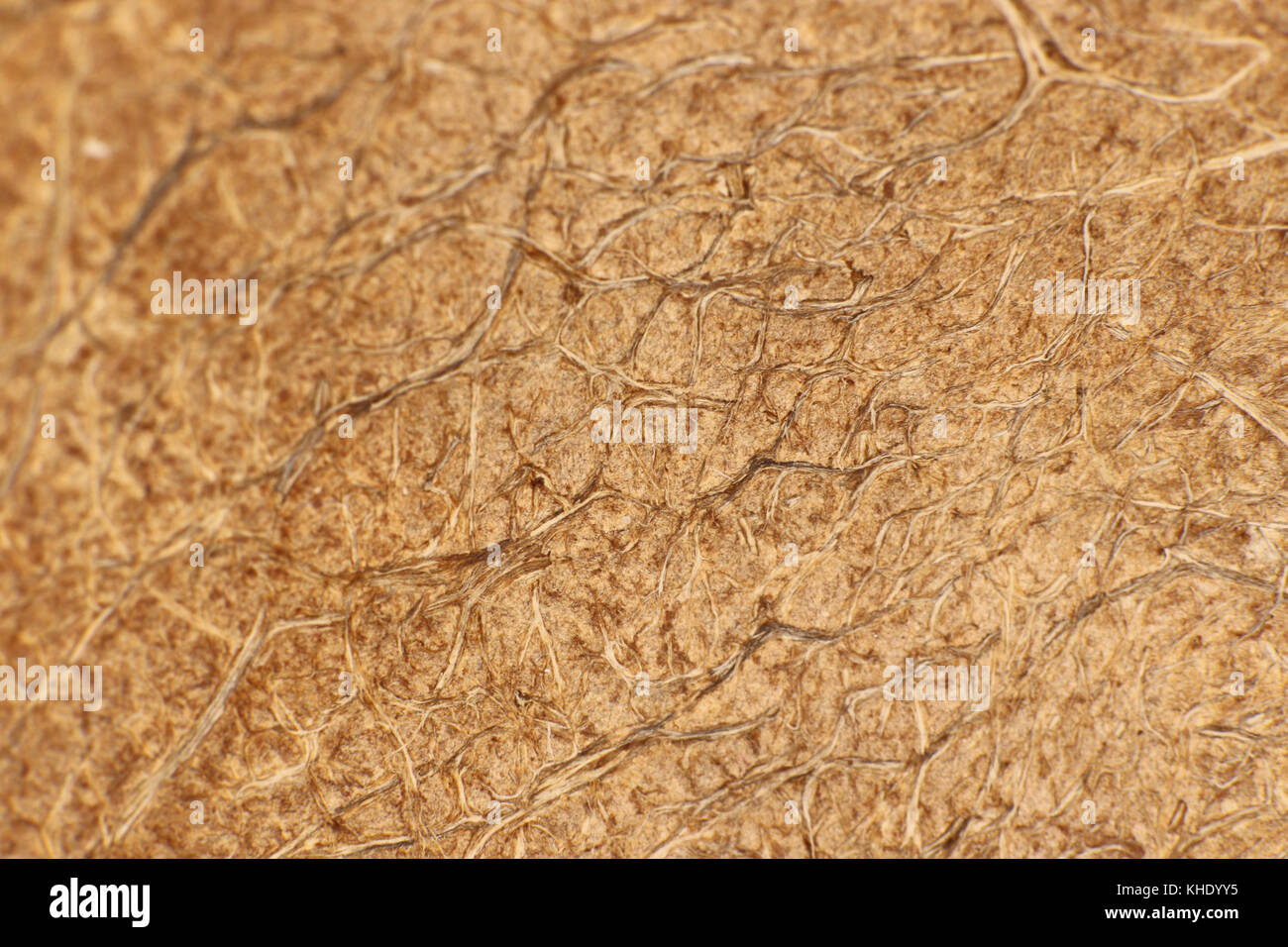 Noce di cocco palma fibra di noce di pianta superficie Texture. Sfondo tropicale naturale. Chiusura macro. Foto Stock