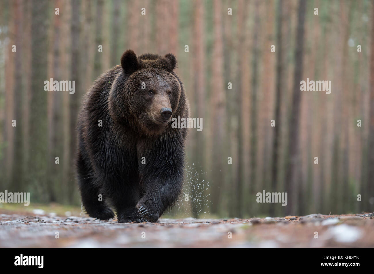 Orso bruno ( Ursus arctos ) a piedi su terreno bagnato, di fronte a una foresta boreale, impressionante incontro, frontale colpo, basso punto di vista, Europa. Foto Stock