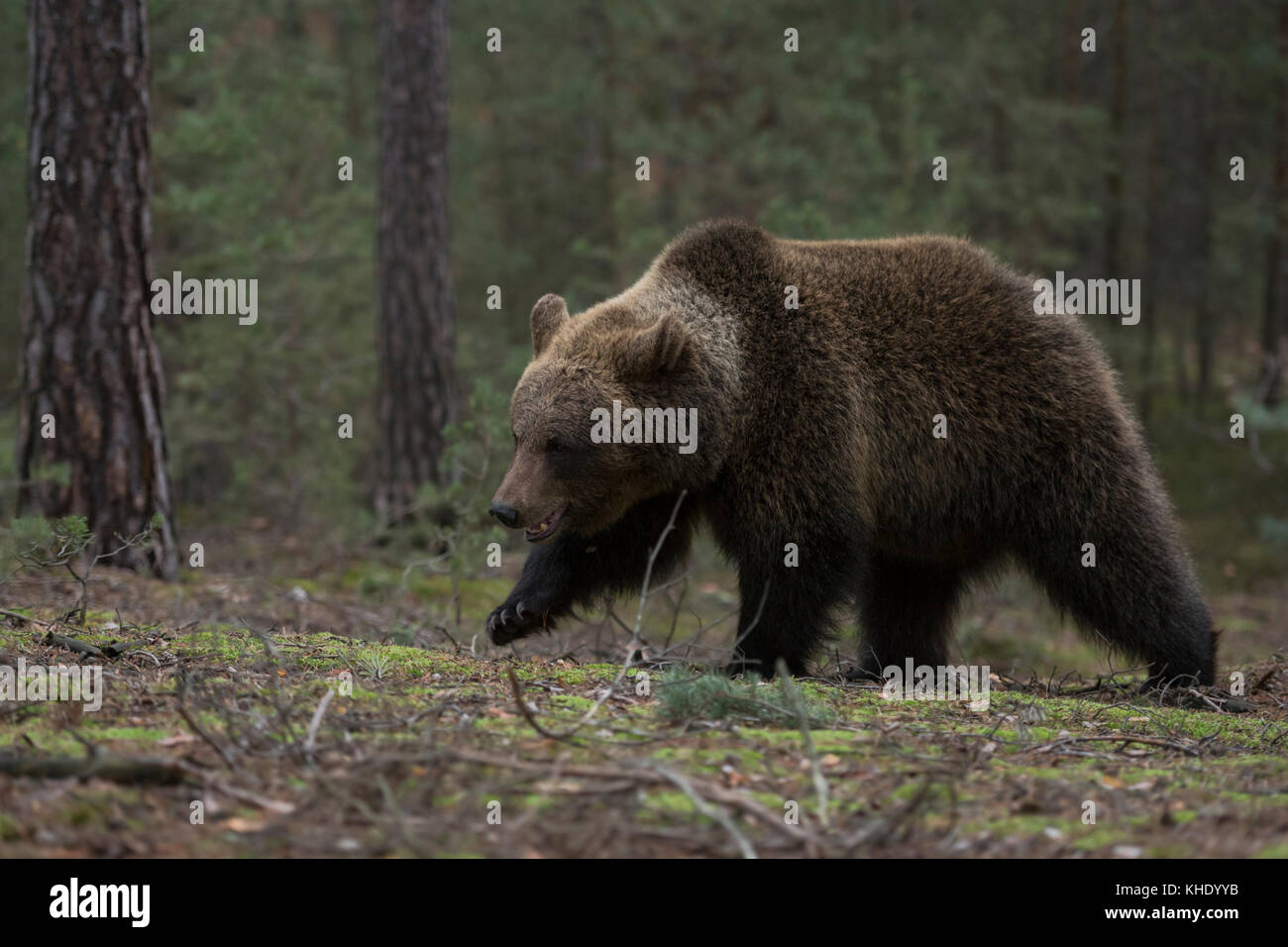 Orso bruno Eurasian / Braunbaer ( Ursus arctos ), giovane adolescente, a piedi attraverso una foresta, nel suo ambiente naturale, vista laterale, Europa. Foto Stock