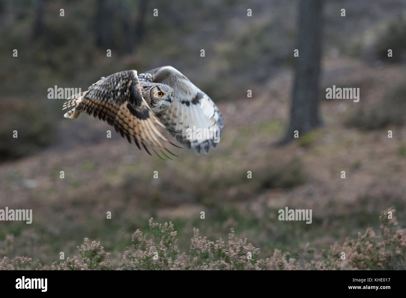 Indian Eagle-Owl / Rock / Eagle-Owl Bengalenuhu ( Bubo bengalensis ) in volo attraverso i boschi, sbattimenti le sue ali, silenzioso, caccia. Foto Stock