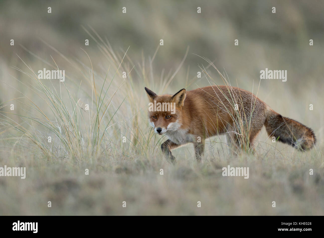 Red Fox / rotfuchs ( vulpes vulpes ), adulto, caccia nelle praterie, in condizioni di luce diurna, nice winterfur, fauna selvatica, l'Europa. Foto Stock