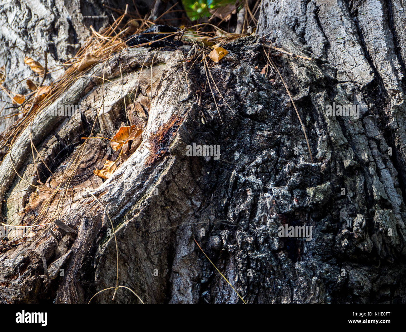 Texture di spessa corteccia di albero preso in primo piano come macrophothography Foto Stock
