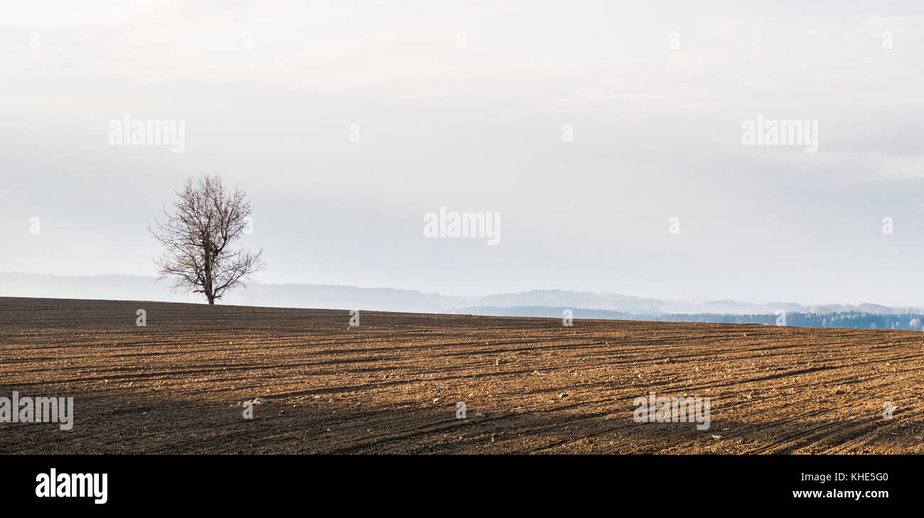 Albero solitario in piedi sull'orizzonte di un campo pieno di sole di mattina. romantico paesaggio di primavera con terriccio bruno e la nebbia in lontananza. Foto Stock