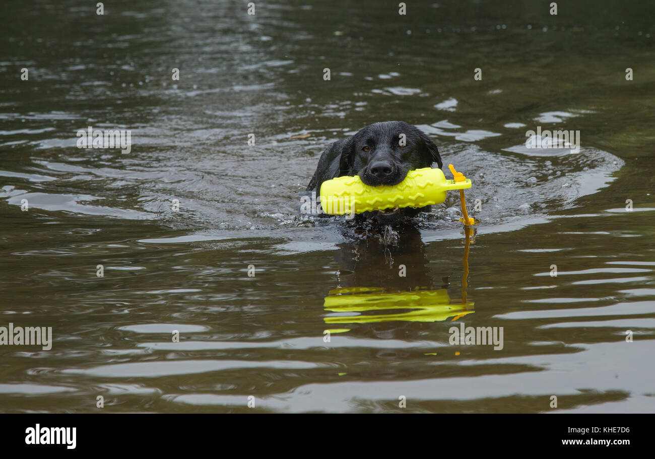 Un labrador nero sta nuotando con un manichino cane pistola in bocca Foto Stock