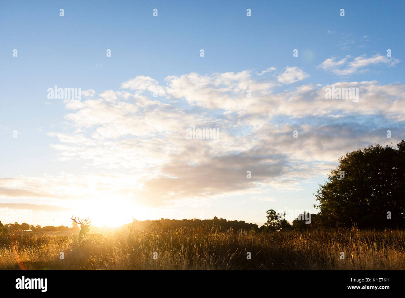 Richmond Park, Londra. Red Deer stagliano contro il Rising Sun sotto un cielo blu. Foto Stock