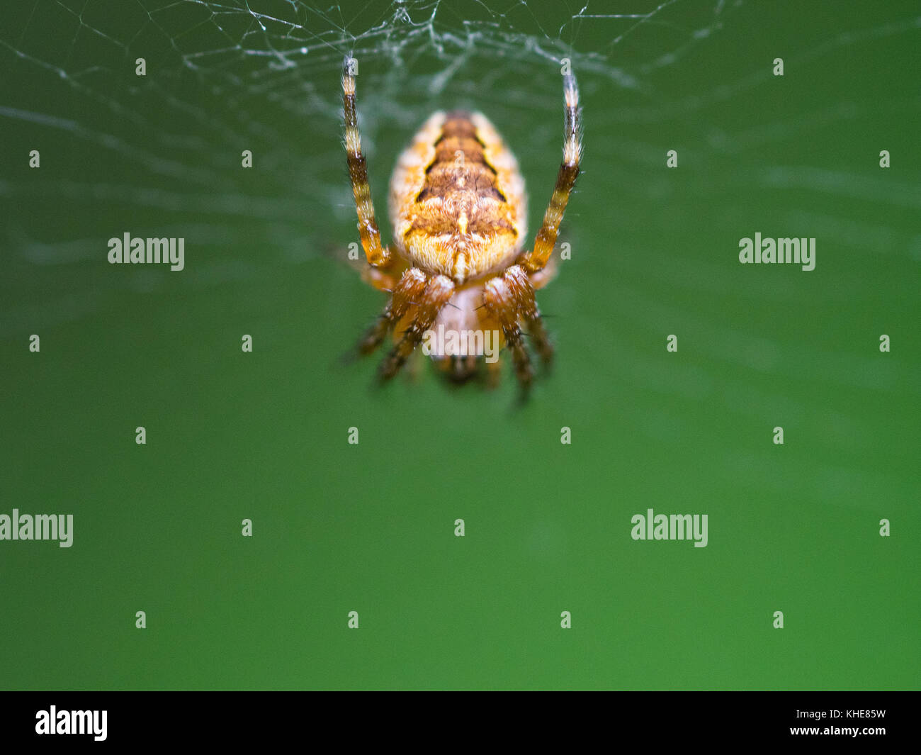In Inghilterra. Piccolo giardino spider (Araneus diadematus) sul suo web contro un semplice sfondo verde. Foto Stock