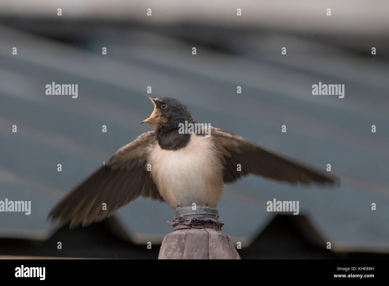 Swallow bird, Hirundinidae, battenti il livello degli occhi verso la telecamera più uccelli giovani arroccato nella baia di spey in Scozia. Foto Stock