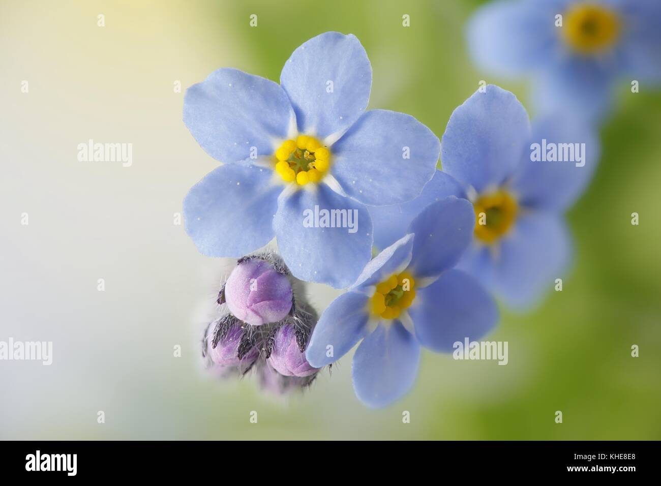 Dimenticare di bosco-me-non, myosotis sylvatica Foto Stock