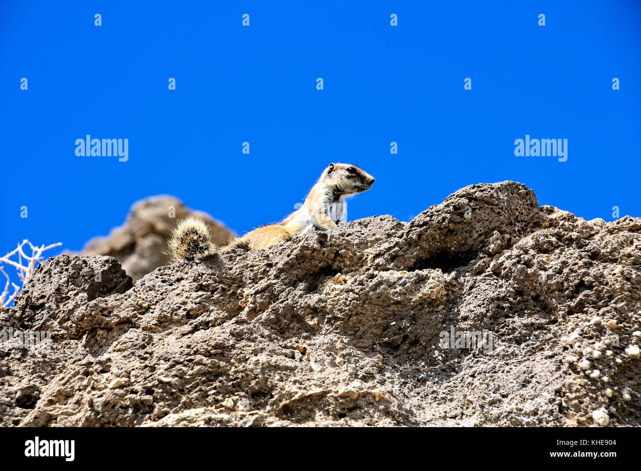 Scoiattolo striado su una roccia che guarda lontano in Fuerteventura Foto Stock