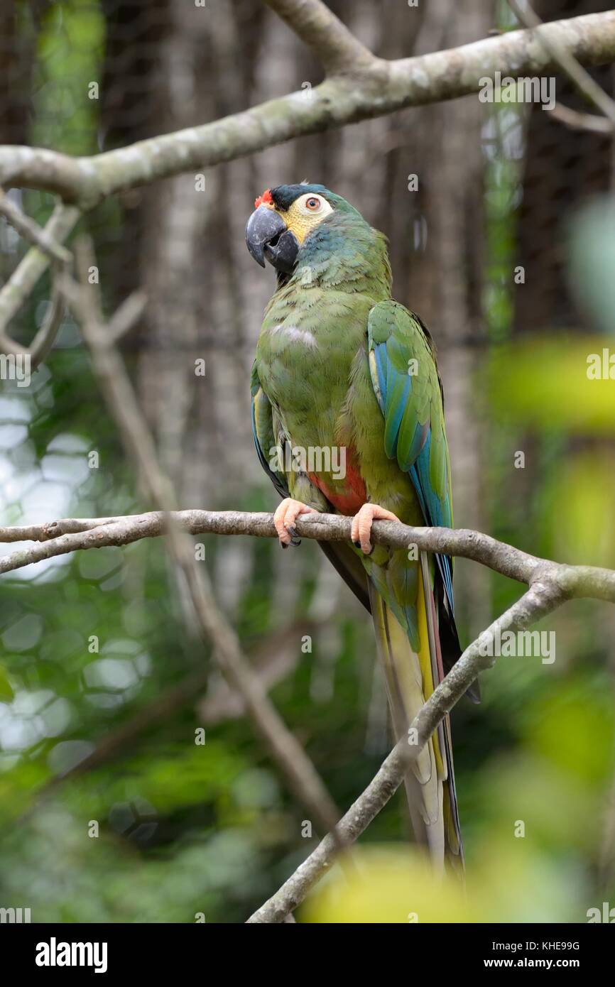 Una miniatura del macaw seduto su un ramo di albero in un zoo reticolare enclosure. Foto Stock