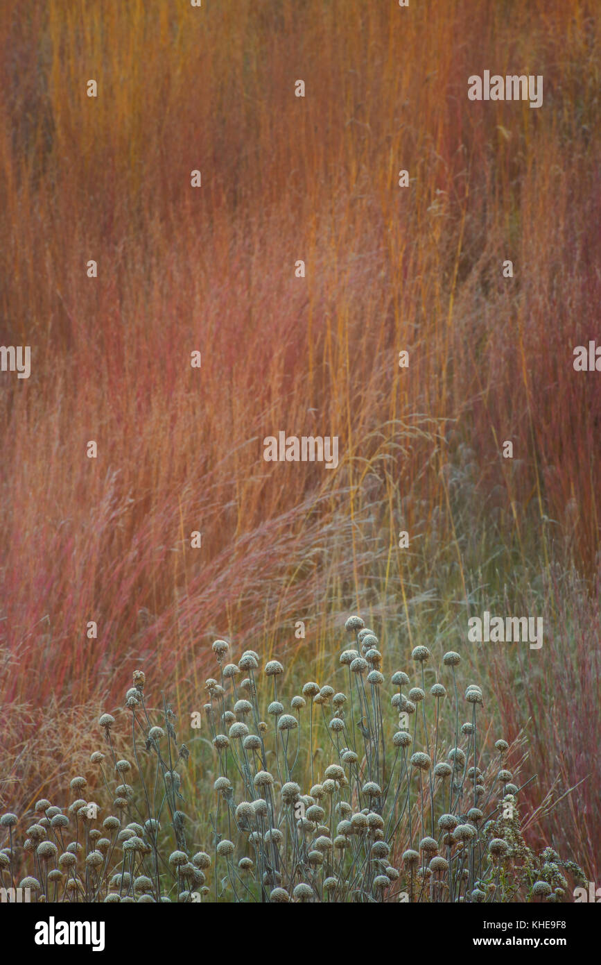 Coperto di brina teste di seme in una savana di quercia in Michigan, Stati Uniti d'America, Nord America orientale Foto Stock