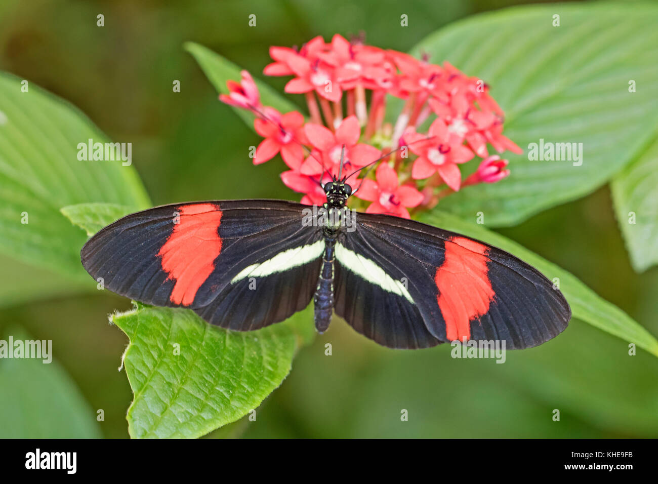Rosso o piccolo postino butterfly alimentazione su milkweed Foto Stock