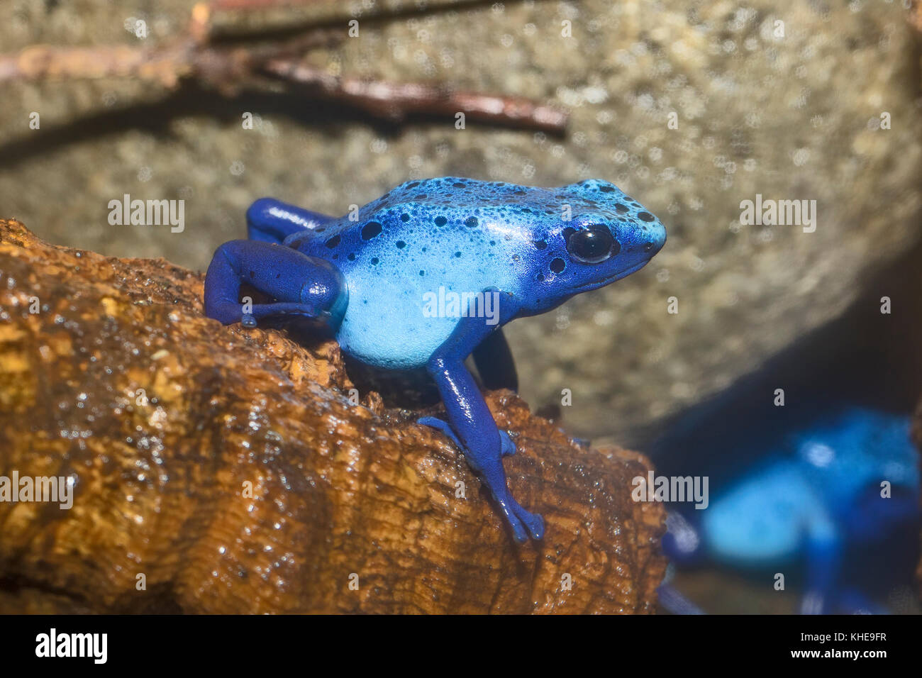 Blue poison dart rana o okopipi Foto Stock